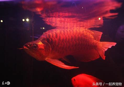 紅龍魚可以吃嗎